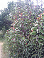 IMG_20110508_132909.jpg: 1944x2592, 1296k (May 08, 2011, at 07:29 PM) IMG_20110508_132909.jpg: 1944x2592, 1296k (May 08, 2011, at 07:29 PM)