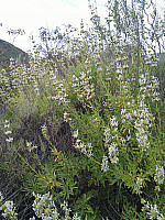 IMG_20110508_142302.jpg: 1944x2592, 1865k (May 08, 2011, at 08:23 PM) IMG_20110508_142302.jpg: 1944x2592, 1865k (May 08, 2011, at 08:23 PM)