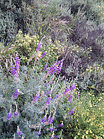 IMG_20110508_164646.jpg: 1944x2592, 2012k (May 08, 2011, at 10:46 PM) IMG_20110508_164646.jpg: 1944x2592, 2012k (May 08, 2011, at 10:46 PM)