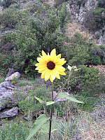 IMG_20110514_090141.jpg: 1944x2592, 1387k (May 14, 2011, at 03:01 PM)