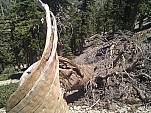 IMG_20110702_134258.jpg: 2592x1944, 1848k (July 02, 2011, at 07:42 PM)