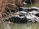 P1010224.jpg: 4320x3240, 5986k (December 21, 2011, at 05:09 AM)