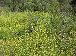 P1030384.jpg: 4320x3240, 5871k (April 16, 2012, at 06:07 PM)