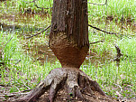 P1060204.jpg: 4320x3240, 5923k (June 17, 2012, at 06:37 AM)