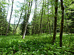 P1060213.jpg: 4320x3240, 5833k (June 17, 2012, at 06:39 AM)