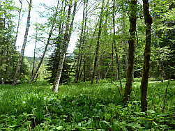 P1060213.jpg: 4320x3240, 5833k (June 17, 2012, at 06:39 AM)