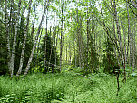 P1060285.jpg: 4320x3240, 5726k (June 27, 2012, at 04:27 AM)
