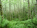 P1060337.jpg: 4320x3240, 5699k (June 27, 2012, at 04:34 AM)