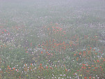 P1060596.jpg: 4320x3240, 5622k (July 24, 2012, at 07:17 AM)