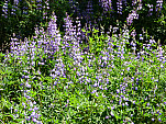 P1060776.jpg: 4320x3240, 5844k (August 06, 2012, at 06:38 AM)