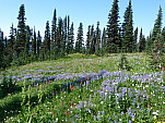 P1070428.jpg: 4320x3240, 5672k (August 23, 2012, at 06:35 AM)