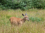 P1090353.jpg: 4320x3240, 5460k (September 24, 2012, at 10:48 PM)