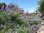 P1100963.jpg: 4320x3240, 5851k (April 10, 2013, at 07:51 AM)