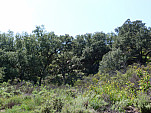 P1100965.jpg: 4320x3240, 5561k (April 10, 2013, at 07:54 AM)