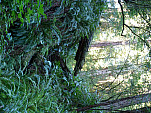 P1120203.jpg: 4320x3240, 5597k (June 08, 2013, at 03:45 AM)