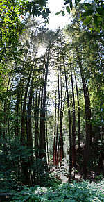 stitch4.jpg: 2317x4500, 4690k (June 08, 2013, at 03:46 AM)
