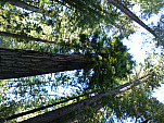 P1120436.jpg: 4320x3240, 5671k (June 17, 2013, at 06:23 AM)