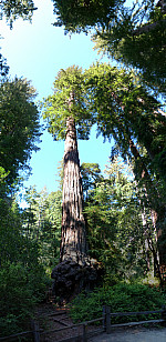 stitch2.jpg: 3229x6632, 7571k (June 17, 2013, at 06:23 AM)