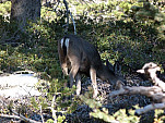 P1140548.jpg: 4320x3240, 5838k (October 15, 2013, at 08:00 AM)