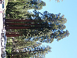 P1160405.jpg: 4320x3240, 5304k (May 01, 2015, at 02:25 AM)