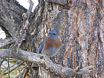P1220605.jpg: 4320x3240, 5449k (April 25, 2015, at 12:47 AM)