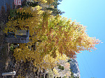 P1260886.jpg: 4320x3240, 5419k (October 13, 2015, at 11:26 PM)